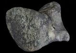 Hadrosaur (Duck-Billed Dinosaur) Medial Toe Bone - Montana #66473-3